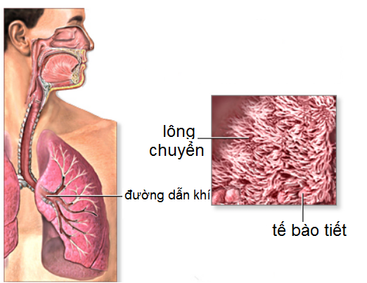 Hệ thống lông chuyển trong đường dẫn khí